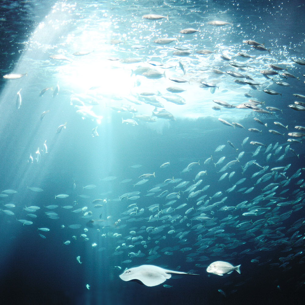 fish
